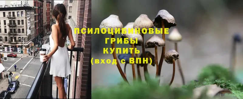 где найти   MEGA сайт  Псилоцибиновые грибы Magic Shrooms  Пучеж 